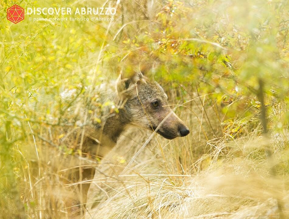 Wildlife Lupo Discover Abruzzo Wolf Appennino Nature 1