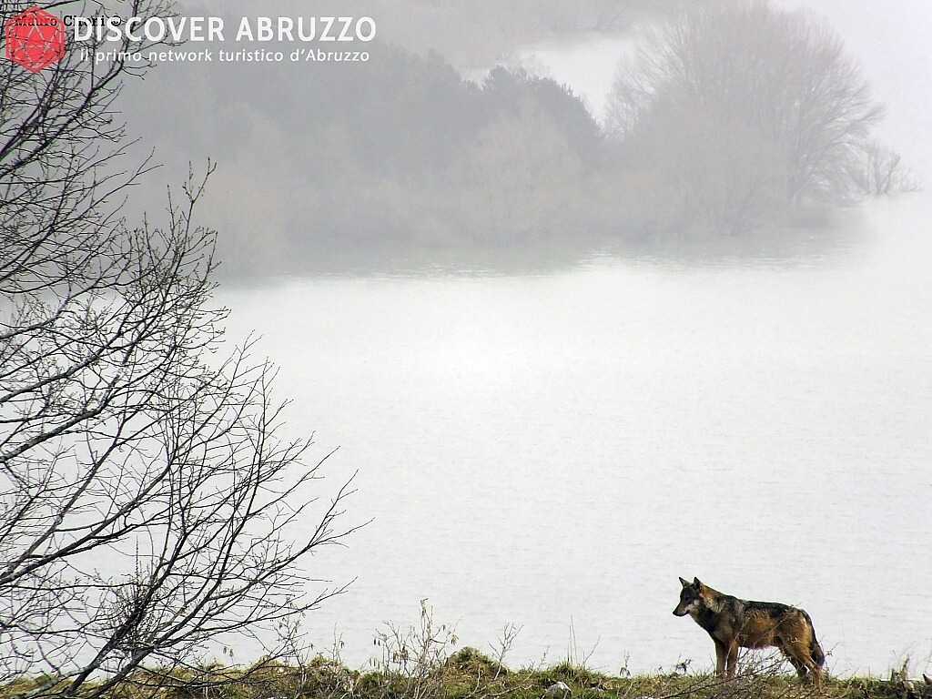 Wildlife Lupo Discover Abruzzo Wolf Appennino Nature