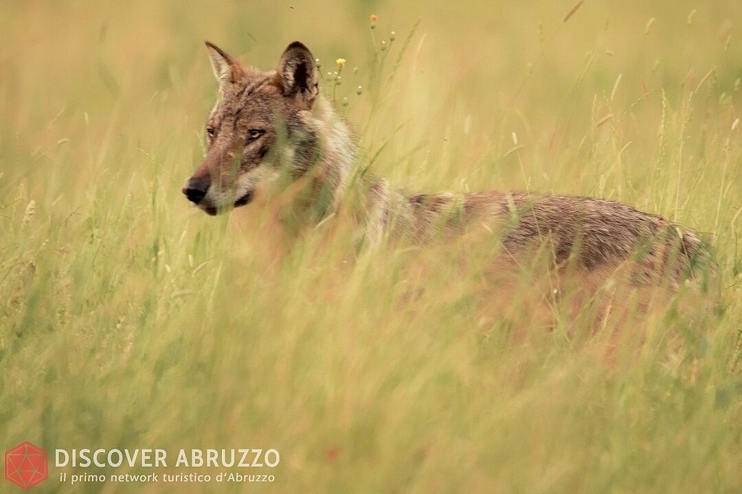 Wildlife Lupo Discover Abruzzo Wolf Appennino Nature 3