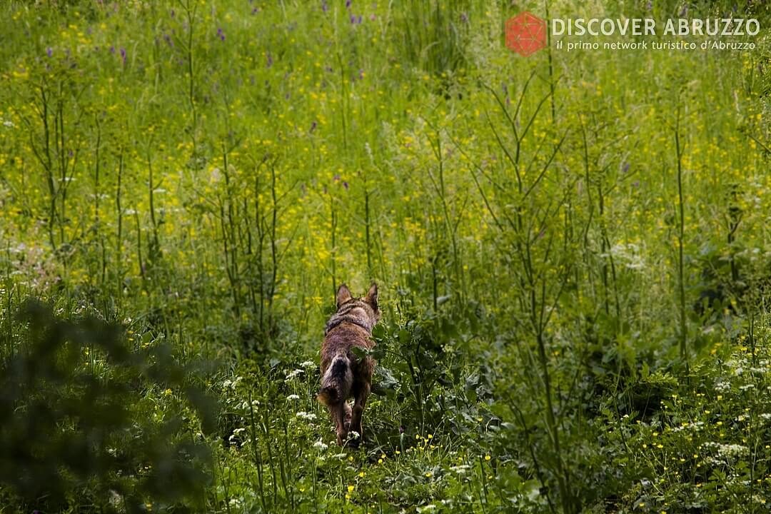 Wildlife Lupo Discover Abruzzo Wolf Appennino Nature 4