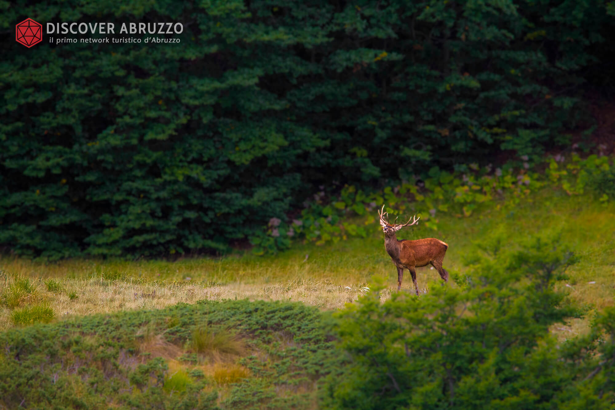 Wildlife Bramito Discover Abruzzo Cervonobile Nature 1