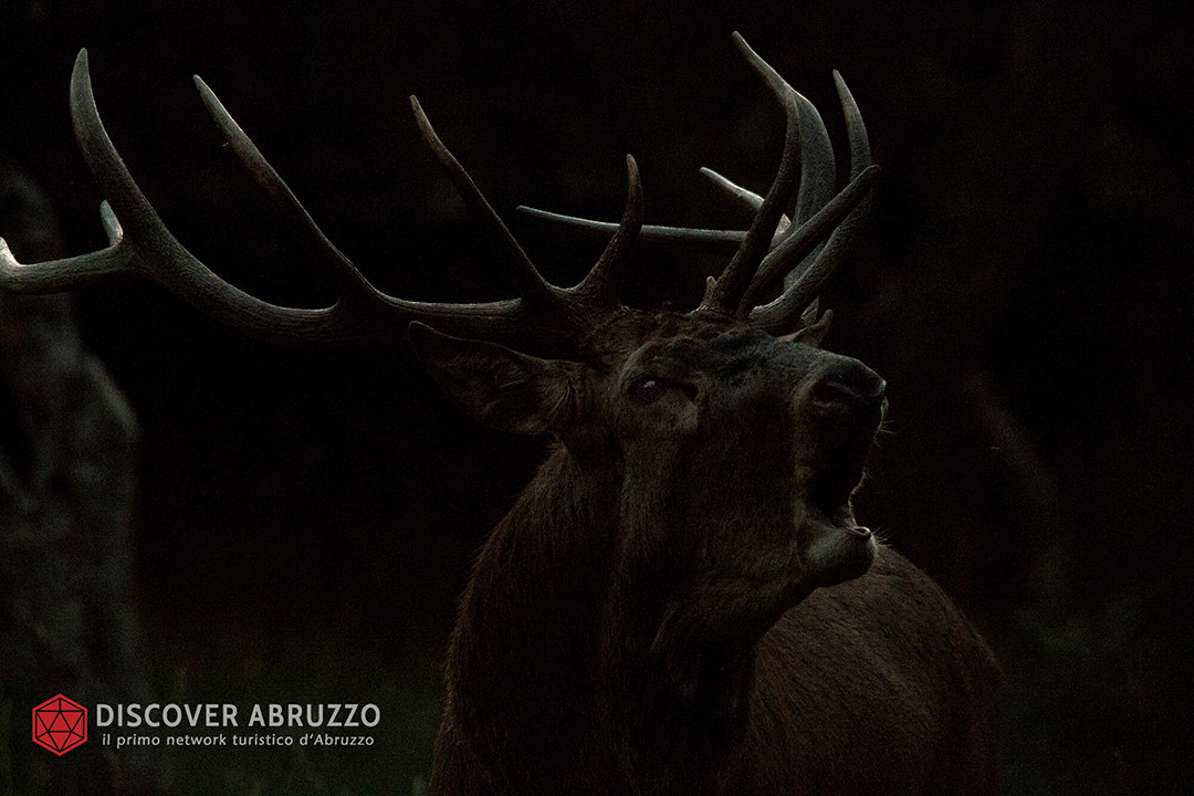 Wildlife Bramito Discover Abruzzo Cervonobile Nature 5
