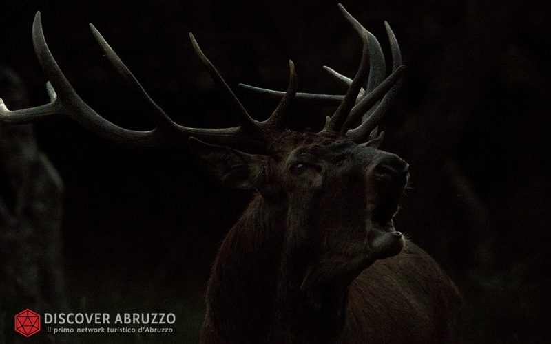 Wildlife Bramito Discover Abruzzo Cervonobile Nature 5
